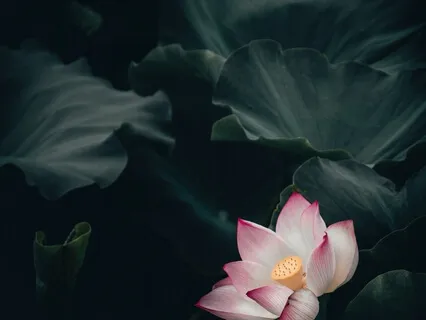 Meditation To Activate Parasympathetic System