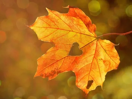 Meditation To Alleviate & Start To Heal Back Pain