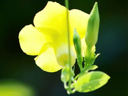 Awaken Divine Love & Light For Digestion- Ease Acid Reflux, IBD & IBS Symptoms