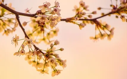 Meditation to Blossom in Spring