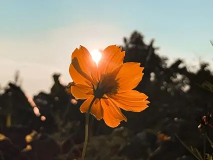 Meditation To Build A Secure Attachment To The Inner Child