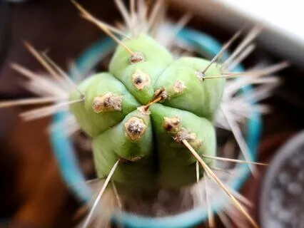 Meditation To Connect With San Pedro Cactus