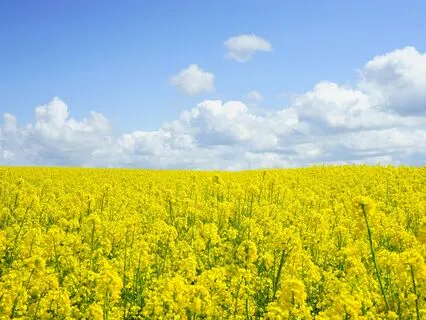 Grounding Meditation For Relaxation