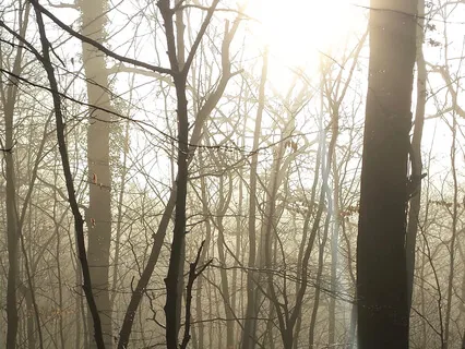 Meditation to Deeply Relax & Center Yourself