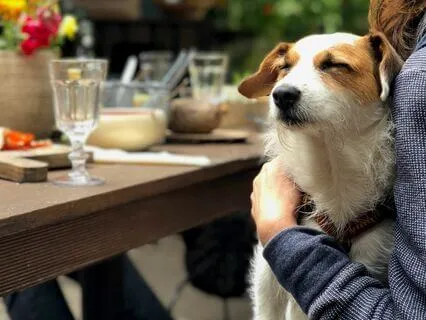 Meditation To Feel Calm Whilst Stroking An Imaginary Pet