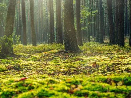 Grounded & Balanced Meditation