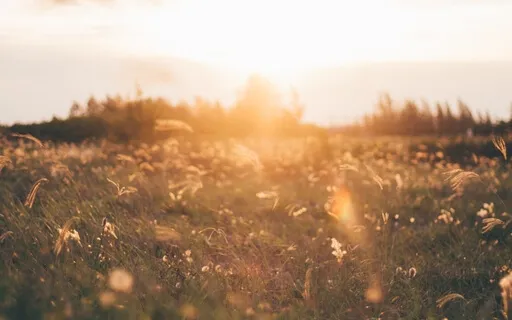 Meditation To Heal & Release Old Stories  | Shamanic Journey