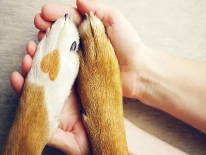 Meditation To Increase Communication With Your Animal