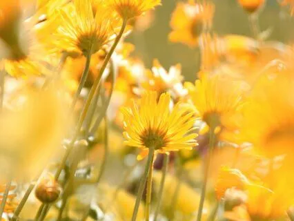 Meditation To Intend To Fulfill Your True Divine Purpose