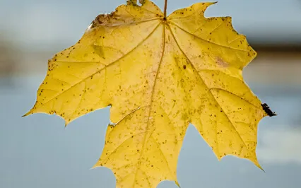 Meditation To Invite Stillness