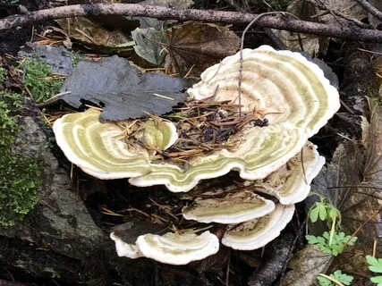 Meditation To Receive Energy From The Earth And The Sun