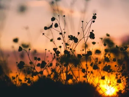 Meditation To Refresh And Renew