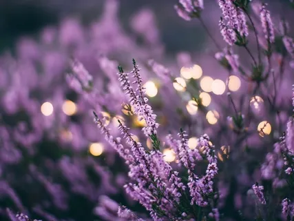 Relax And Sleep With Lavender Essential Oil