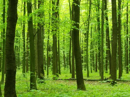 Release Fear And Come Back To Peace