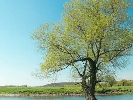 Meditation to Release Stress & Come Home to You