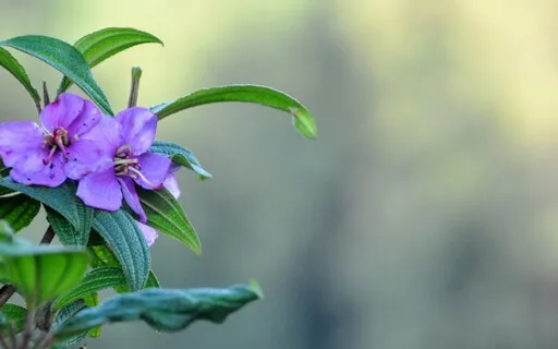 Meditation To Welcome The Day