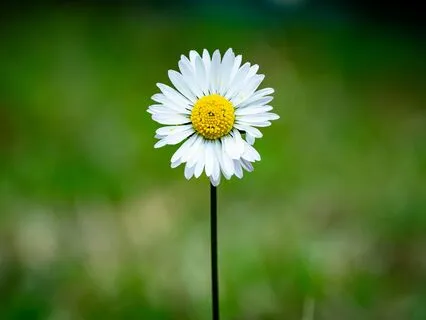 Meditation Transform Energy Of Anger Into Loving Kindness