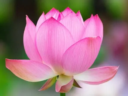 Meditation Upon The Lotus - Om Mani Padme Hum