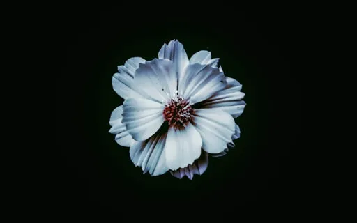 Meditation Vs. Concentration