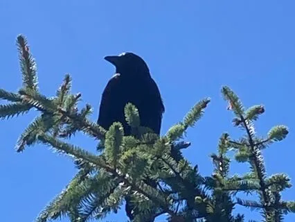 Meditation Wise Effort Breath Eightfold Path Mindfulness