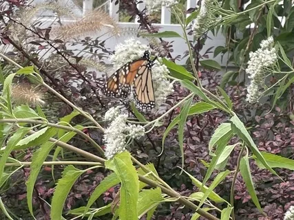 Meditation With Affirmations