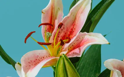 Meditation With Angel Kafriel