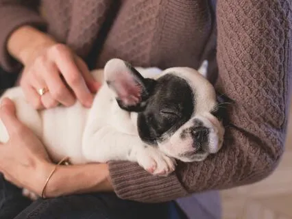 Meditation With Animals - Our Pets