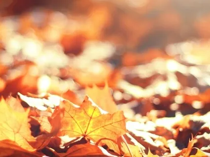 Meditation With Autumn For Letting Go