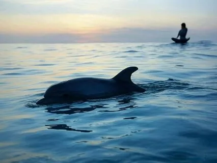 Meditation With Dolphin Sounds