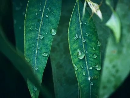 Meditation With Gentle Rain | For Soothing Sleep