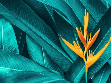 Meditation With LP Klint (Open Ended)