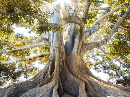 Meditation With Mother Earth For Times Of Stress