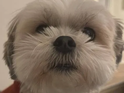 Meditation With Pets