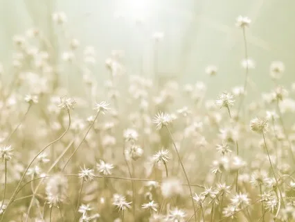 Meditation With Reading From Katherine May's Enchantment