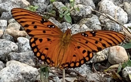 Meditation With The Four Elements