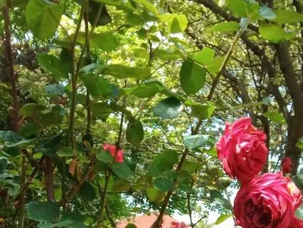 Meditation With The Mantra: Om Moksha Ritam