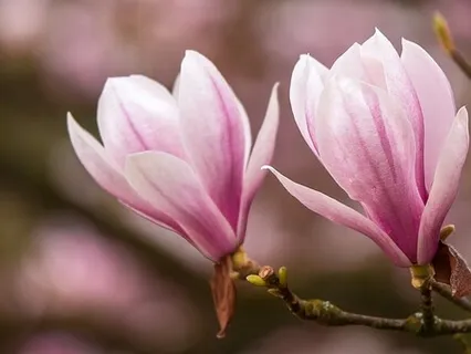 The Pink Magnolia Tree - Giving Birth To Hopes & Dreams 