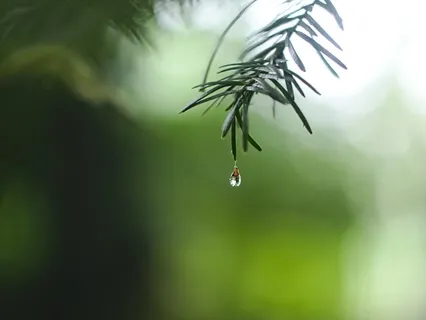 Rain Song Meditation