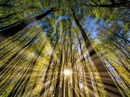 Meditations For Optimal Experience: Changes In Mood, A Sense Of Awe