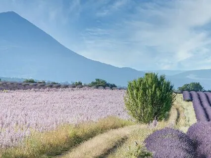 Meditations Of The Medicine Garden - 2. Lavender Field Lift
