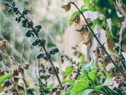 Meditations Of The Medicine Garden - 3. Holy Basil Rising