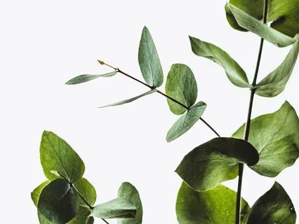 Meditations Of The Medicine Garden - 4. Eucalyptus Air