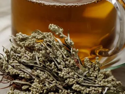 Meditations Of The Medicine Garden - 6. Mugwort Visions