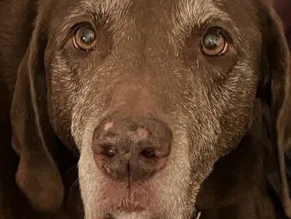 Meditations With Your Dog