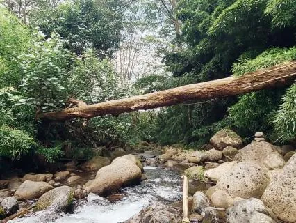 Meditationscape: Sanctuary In The Keālia Forest