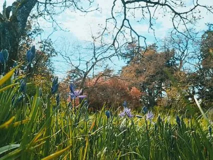 Meditationscape: Springtime On Vancouver Island