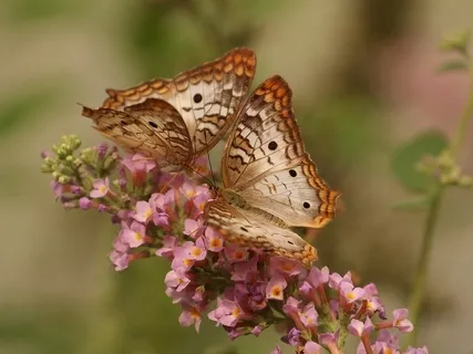 Meditative Affirmations To Attract Healthy, Romantic Love