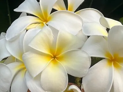 Meditative Body Scan