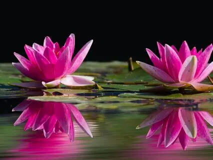 Meditative Frequency - Stress Release, Deep Rest