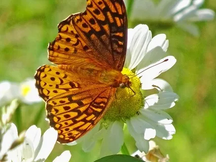 Meditative Journey To Unlock Your Creativity